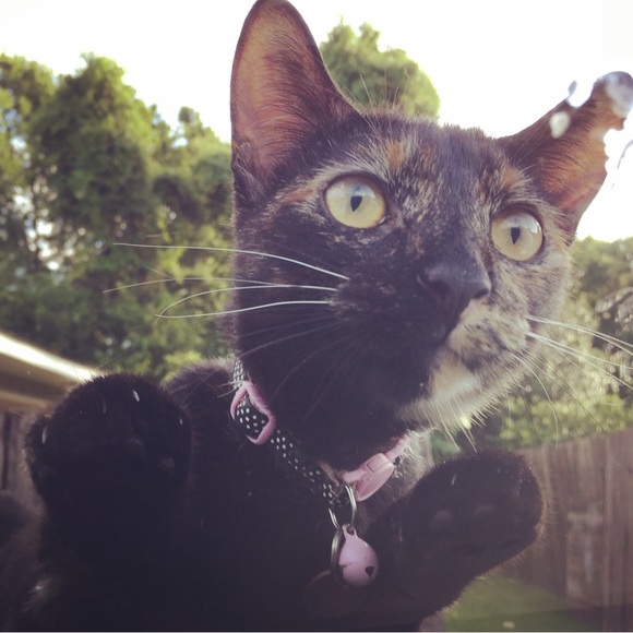 Meet your Posher, Cassie - Picture 10 of 15